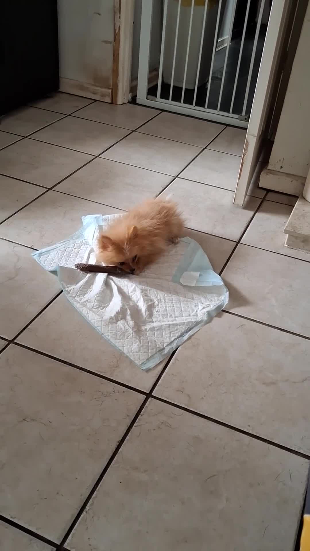 Pomeranian dogs for sale:  WELL BRED ** POMERANIAN - Video 1