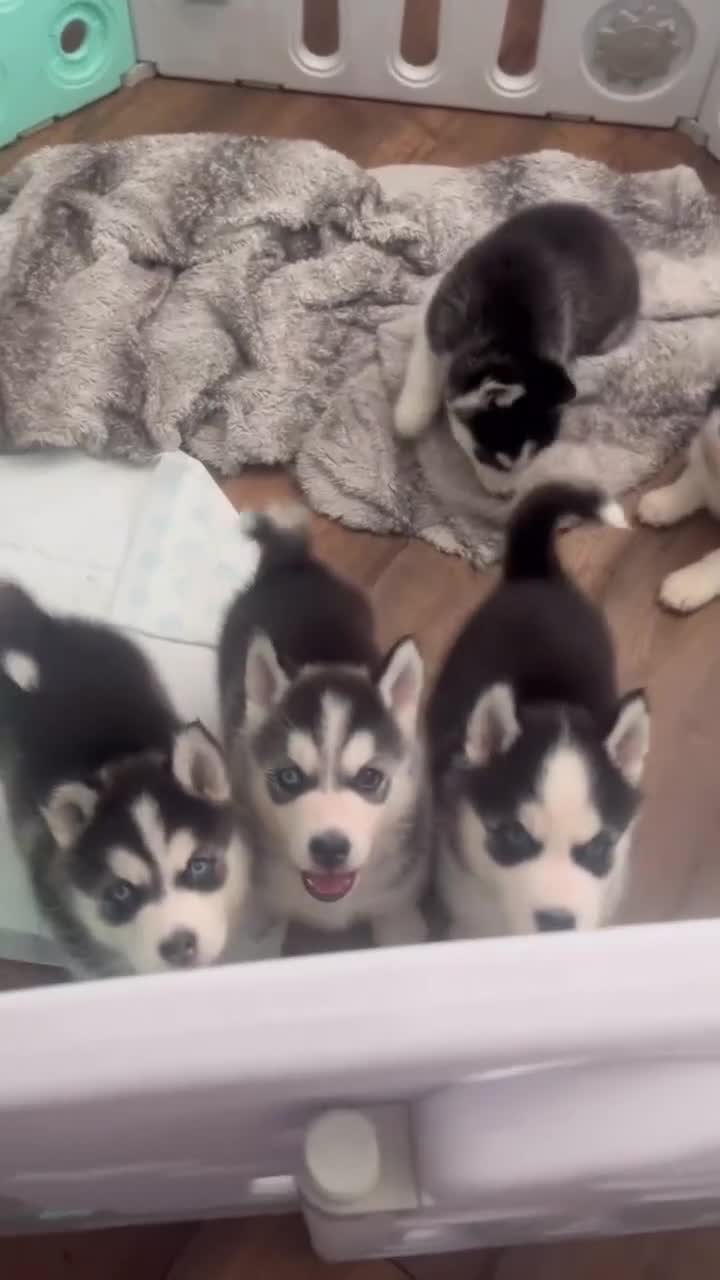 Siberian Husky dogs for sale: Beautiful Siberian husky puppies - Video 1