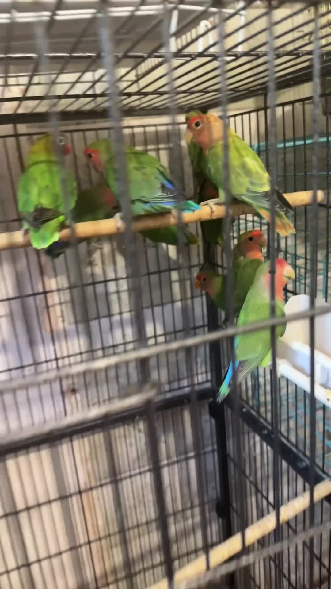 Lovebirds birds for sale: Love birds for sale  - Video 1