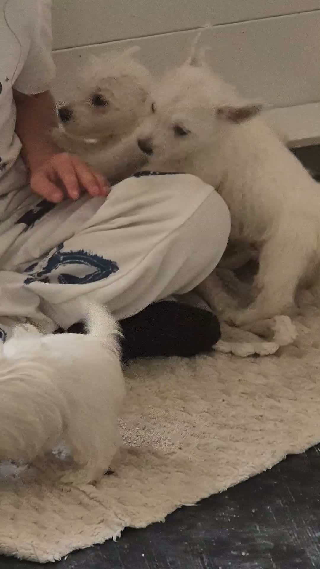 West Highland Terrier dogs for sale: 5 x boys 1x girl Westie puppies  - Video 1