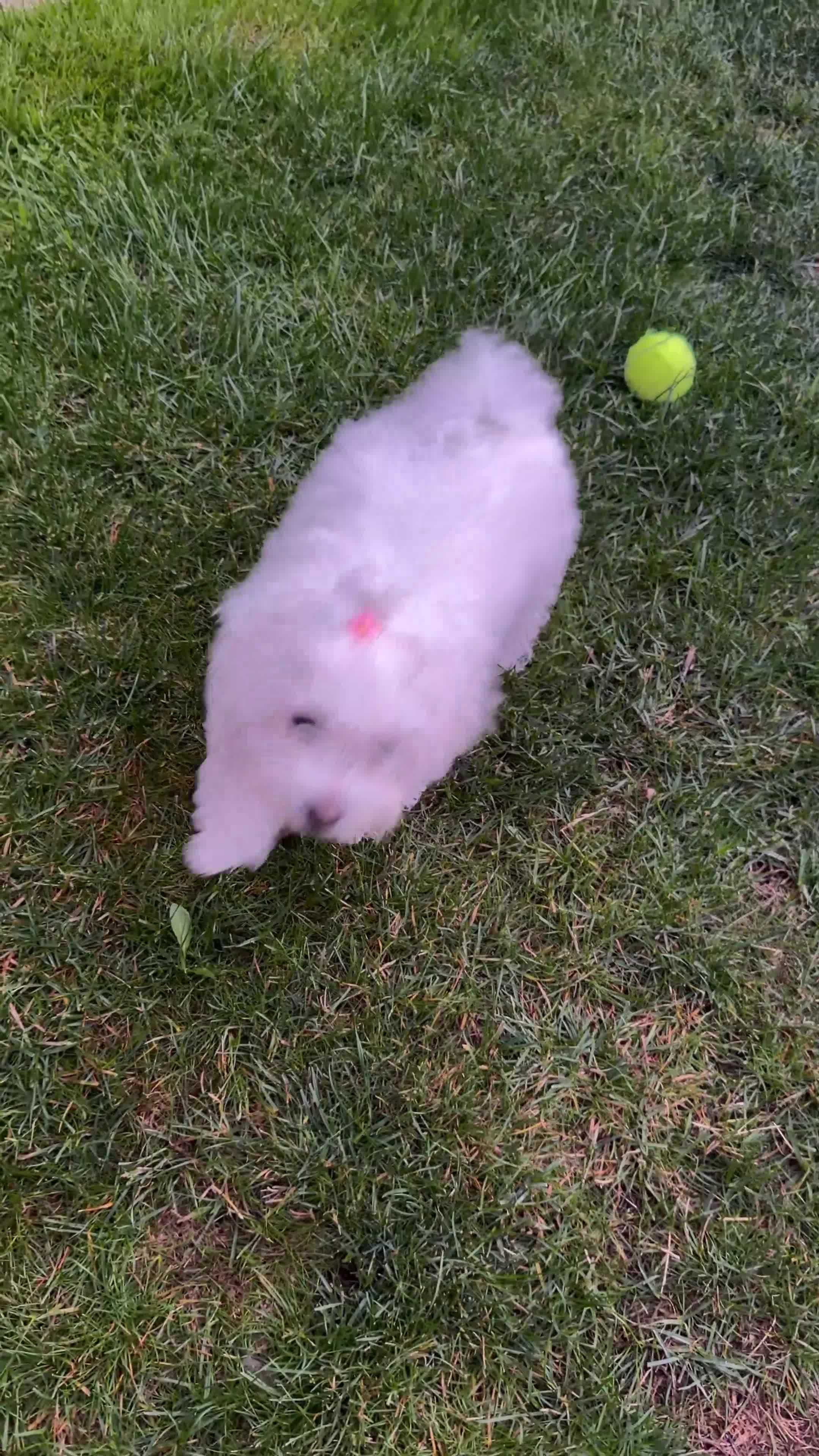 Bichon Frise dogs for sale: Molly bichon in Corby - Video 1