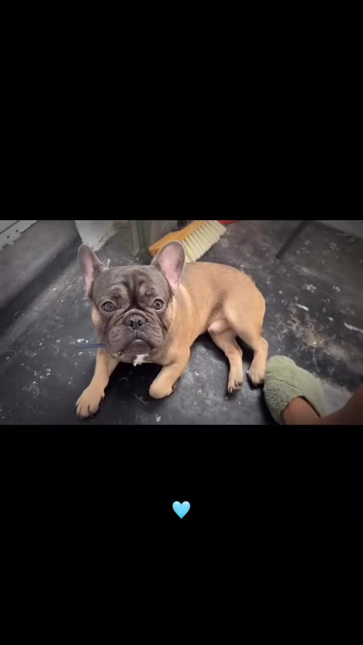 French Bulldog dogs for sale: Reggie. - Video 2