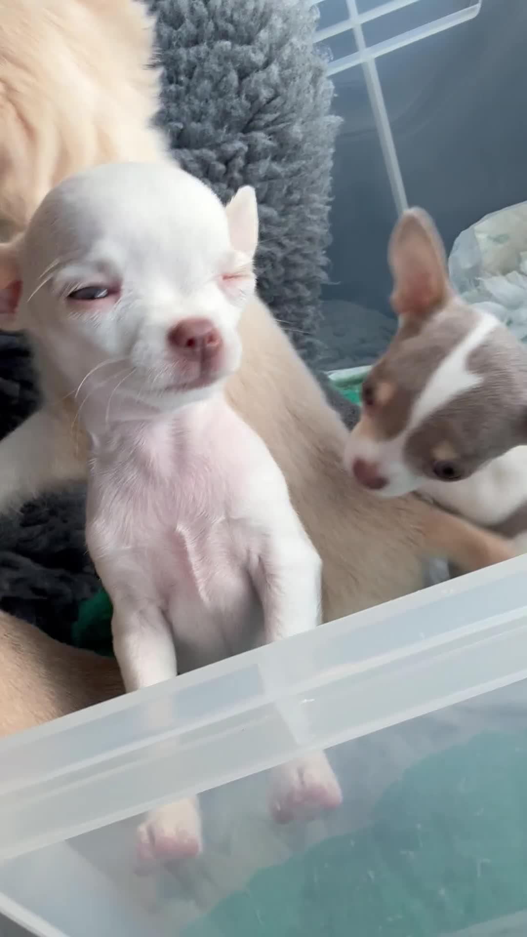 Chihuahua dogs for sale: Exquisite KC Registered Apple Chihuahua Puppies 💖 - Video 5