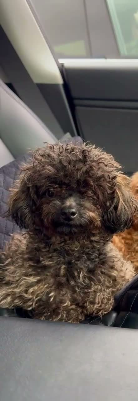 Toy Poodle dogs for sale: Tiny Sable Asian Toy Poodle - 2kg - Video 2