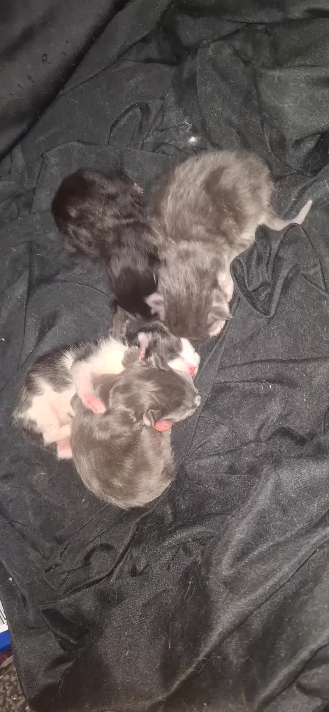 Maine Coon cats for sale: Maine coons x tabby - Video 2