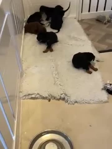 Dobermann dogs for sale: KC REG Fully health tested parents - Video 1