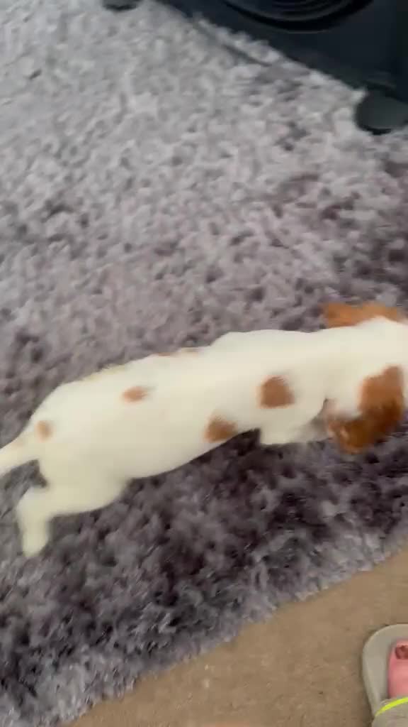 Cocker Spaniel dogs for sale: Cocker puppy in Aylesbury - Video 1