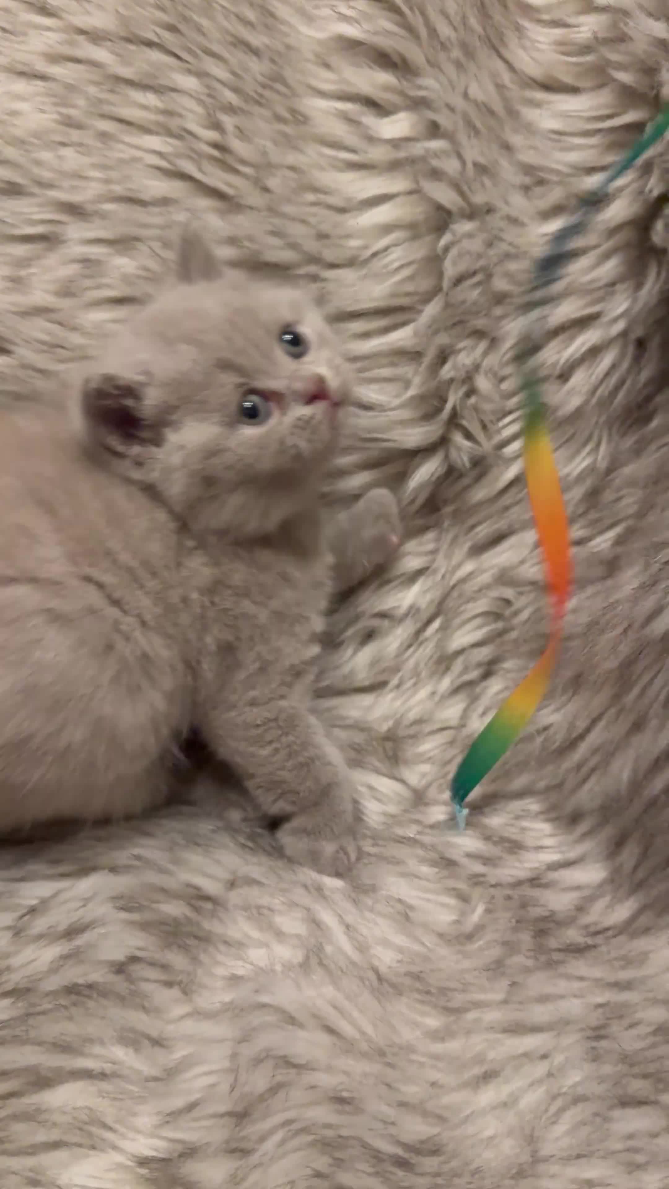 British Shorthair cats for sale: Supreme Champion Line British Shorthair Kittens - Video 2