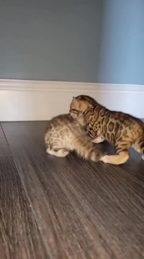 Bengal cats for sale: Pure bengal  - Video 3