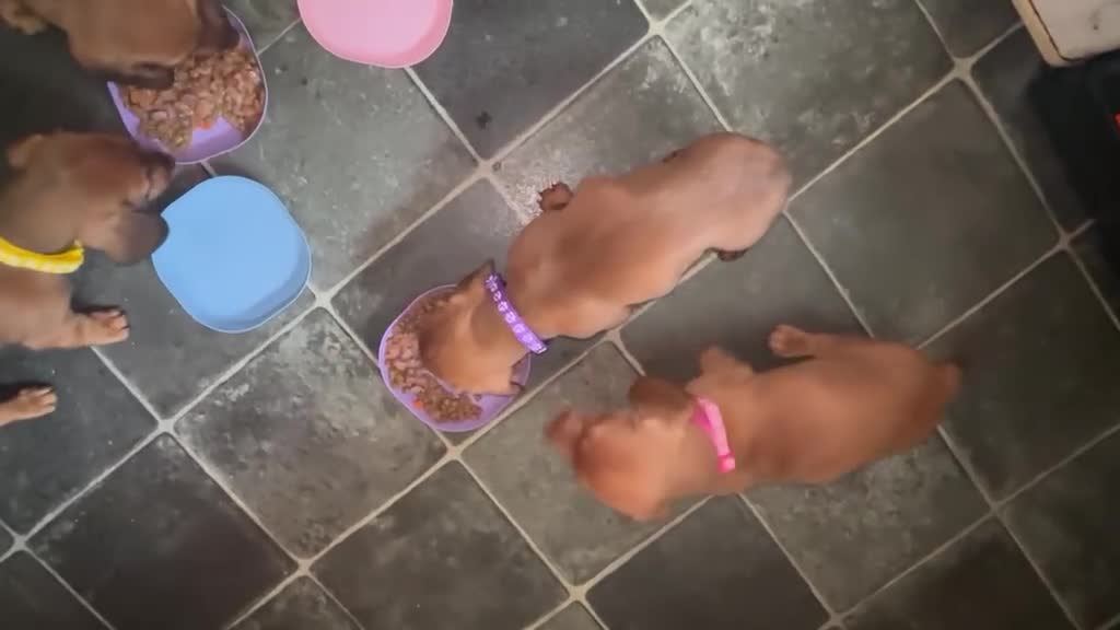 Dachshund dogs for sale: Home-Raised standard Dachshund Puppies - Video 2
