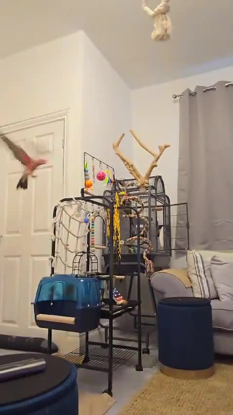 Parrots birds for sale: BuBu The Galah with full set up 1500 ono - Video 2