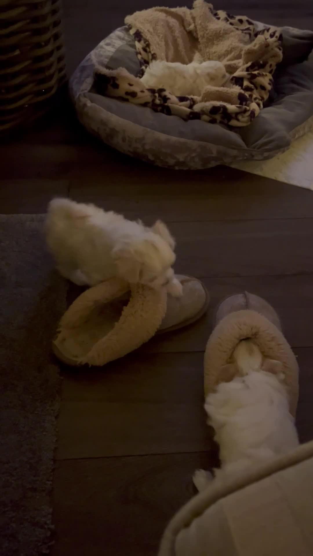 Maltese dogs for sale: Maltese puppies  - Video 2