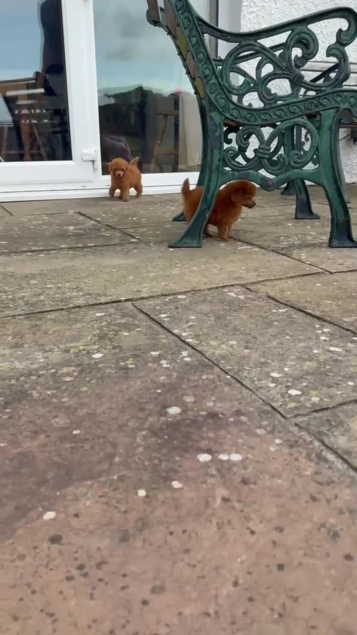Toy Poodle dogs for sale: KC reg Toy Poodle boys - Video 1