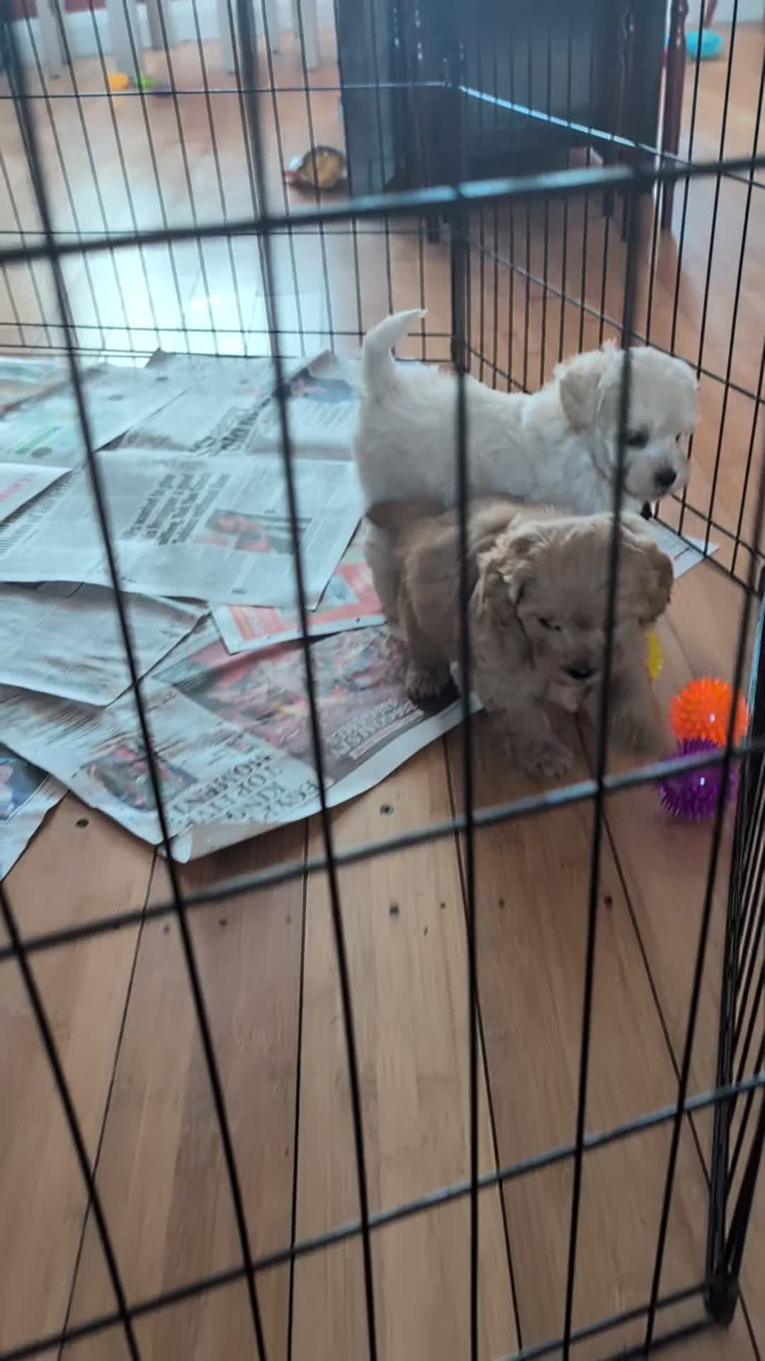 Maltipoo dogs for sale: Stunning Toy Maltipoo Puppies  - Video 1