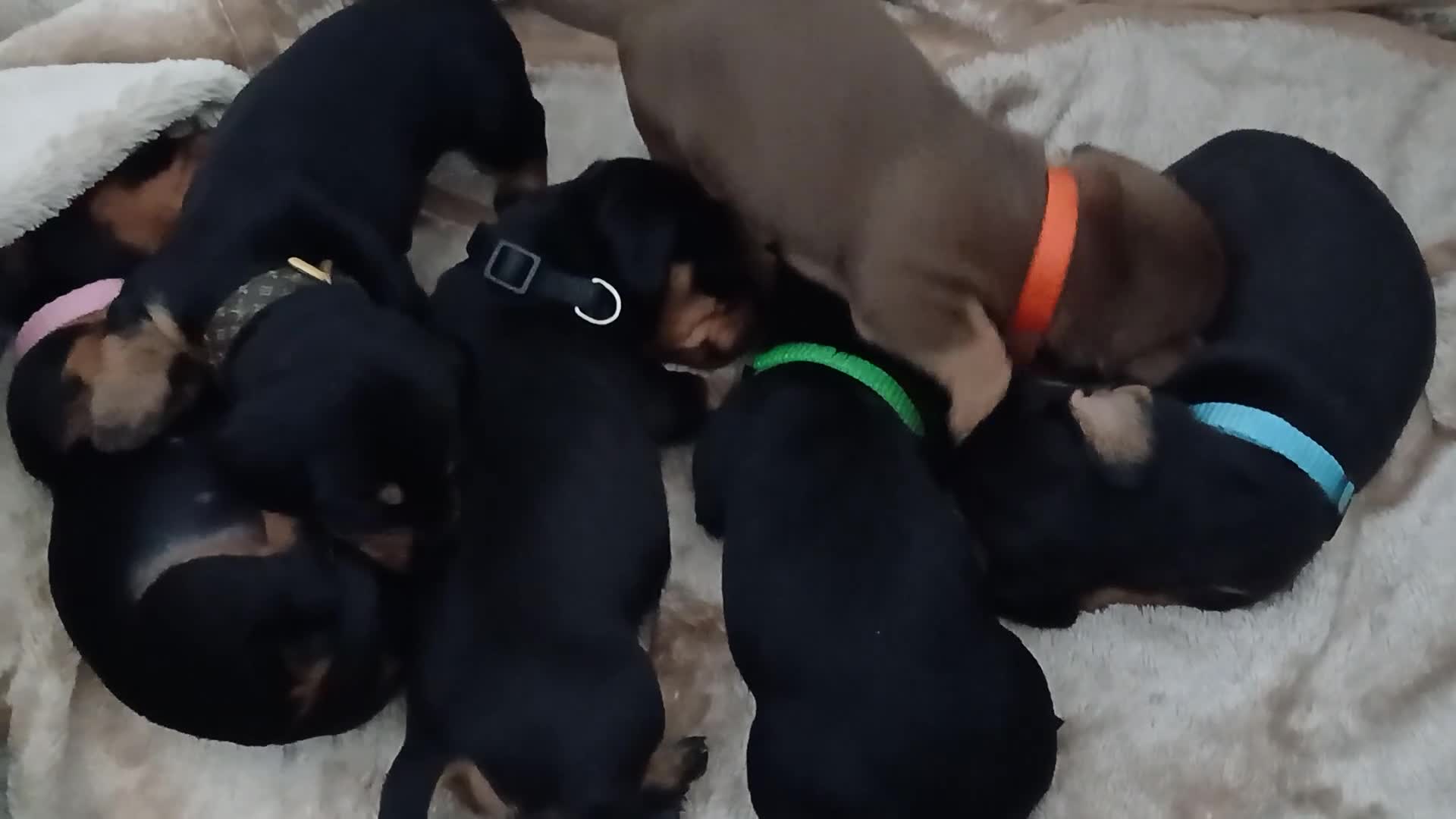 Dachshund dogs for sale: Sausage dogs for sale  in Wishaw - Video 1
