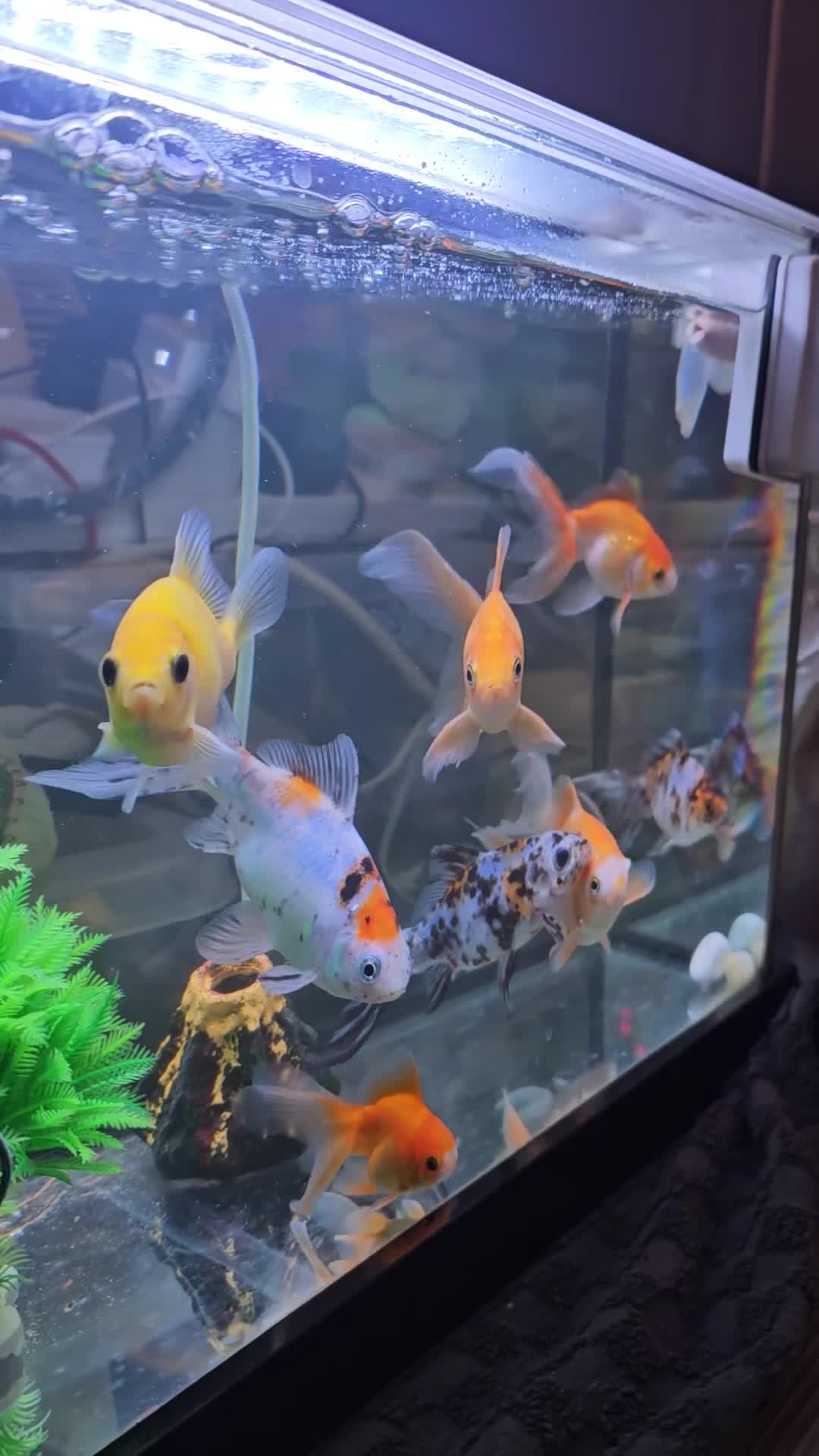 Goldfish fish for sale: Goldfish - Video 1