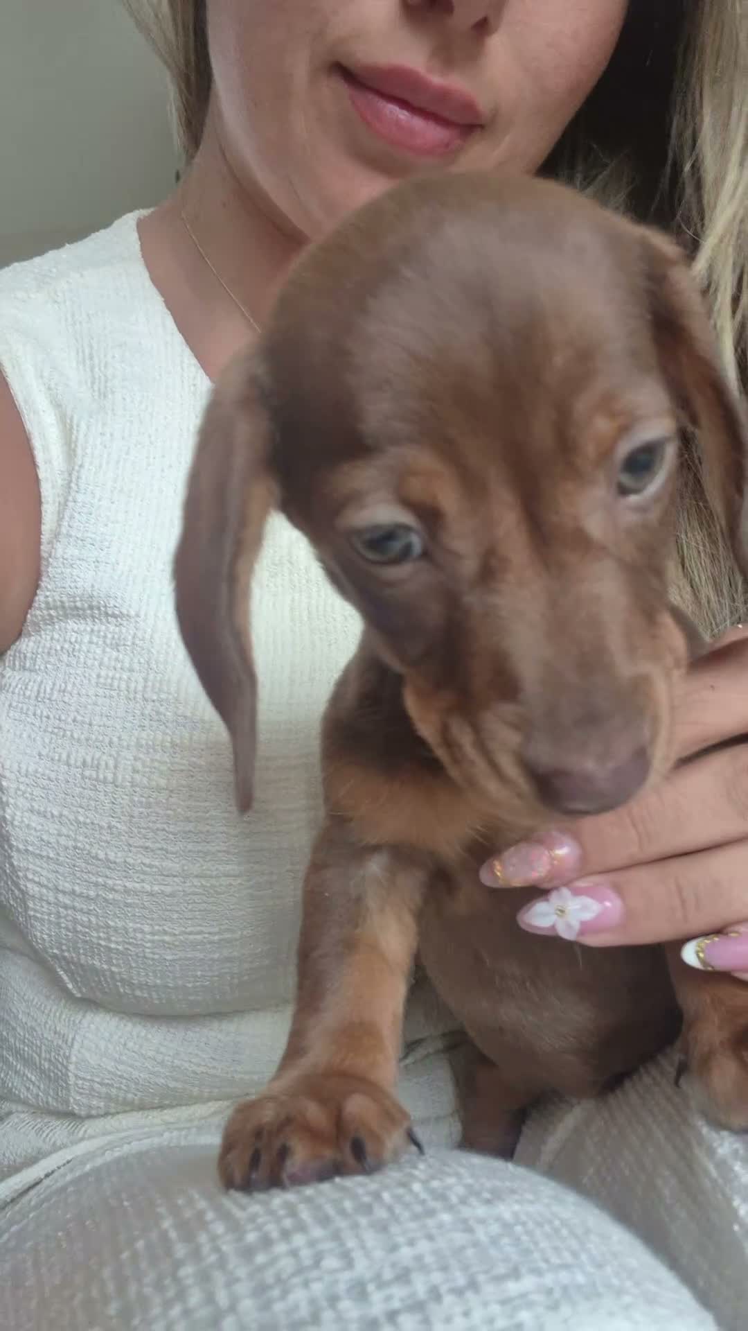 Miniature Dachshund dogs for sale: Miniature Smooth Dachshund Puppies - Video 1