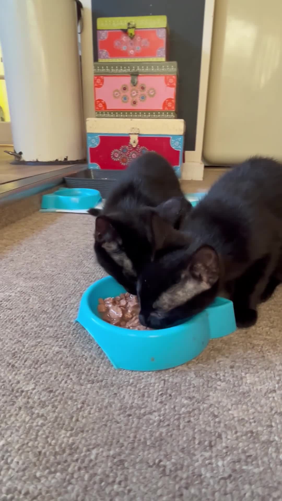 British Shorthair cats for sale: Two British shorthairs male black kittens - Video 2