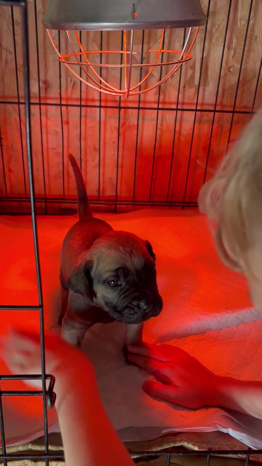 Boerboel dogs for sale: South African boerboel - Video 1