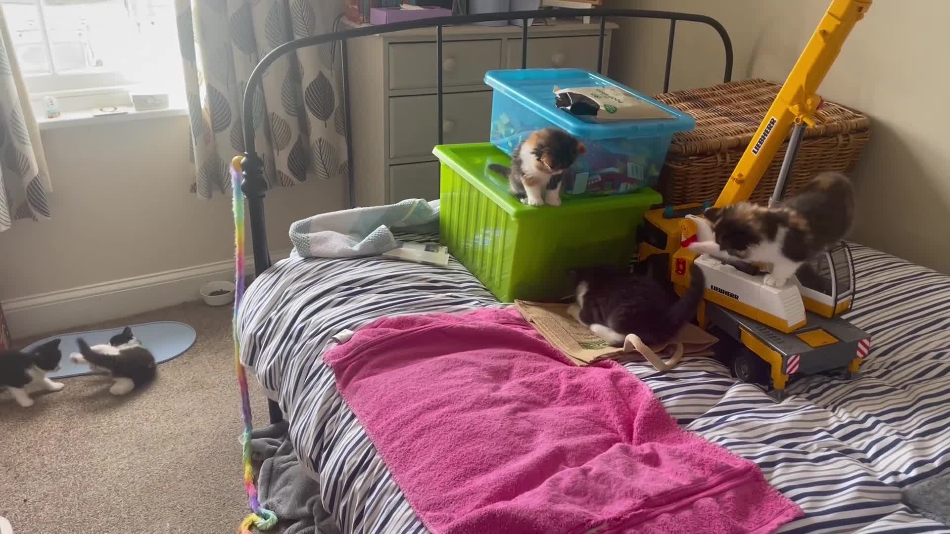 Persian cats for sale: Persian Dollface x BSH - Video 1