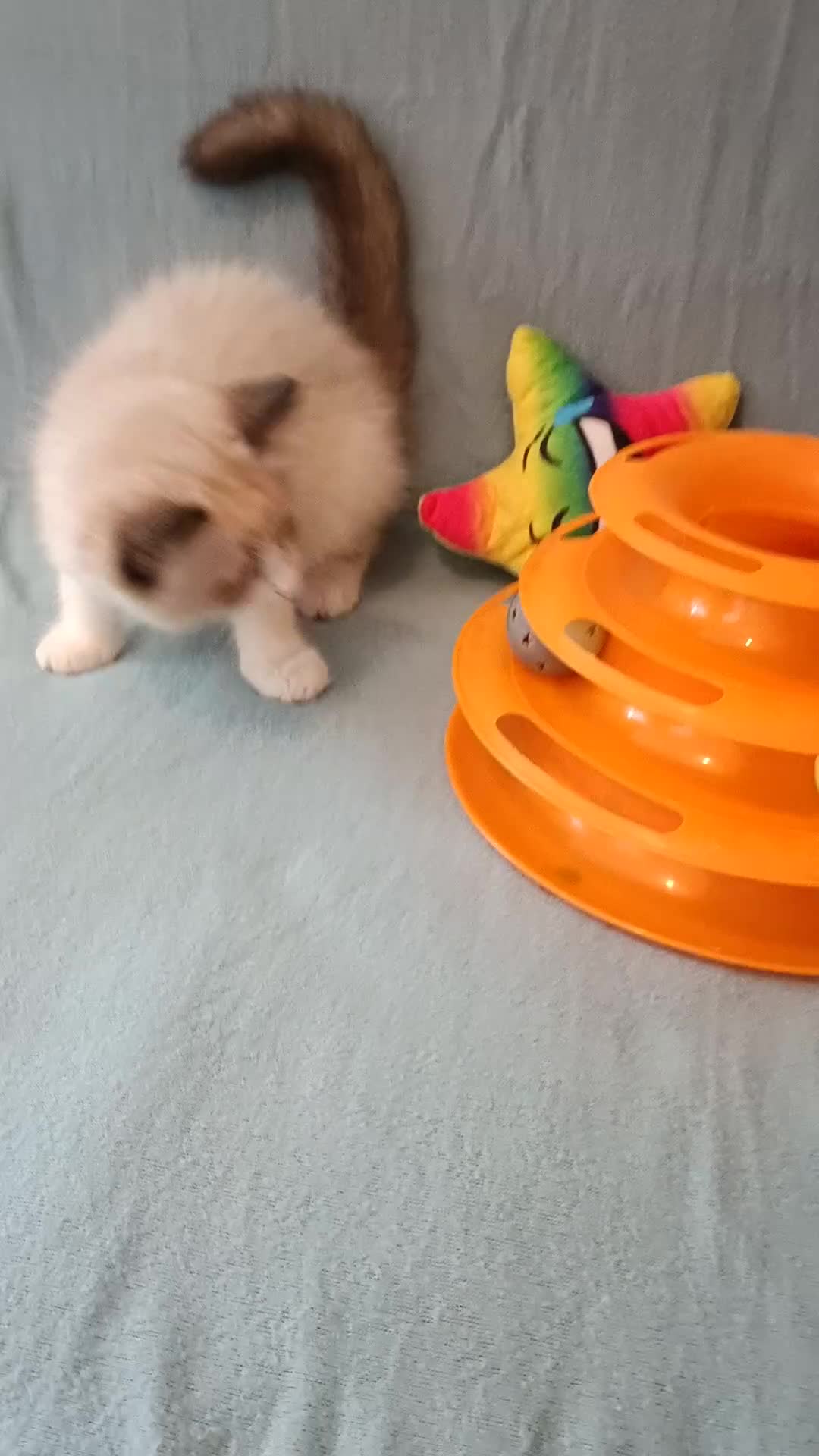 Ragdoll cats for sale: Kittens of Champion Status dad - Video 5
