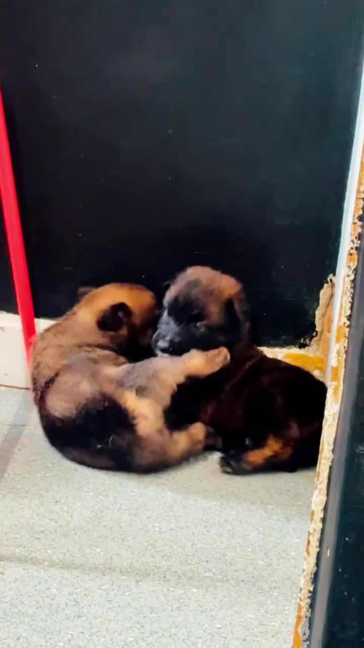 Belgian Shepherd Dog dogs for sale: Belgian malinios puppies - Video 2