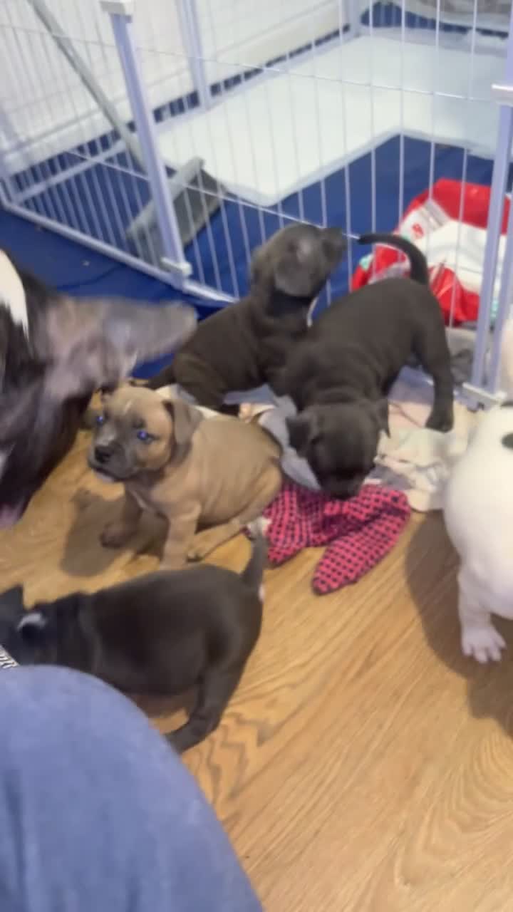 Mixed Breed dogs for sale: THREE LEFT staffy frenchie pups  - Video 1