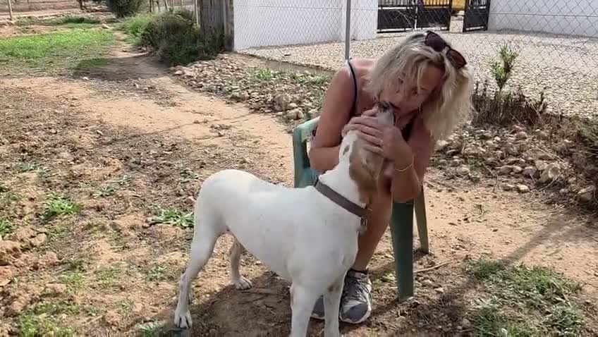 Pointer dogs for adoption: Jojo - English Pointer boy  - Video 1