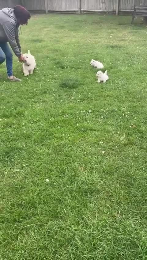 West Highland Terrier dogs for sale: Westdrew Westies - 5 star licensed breeder - Video 1