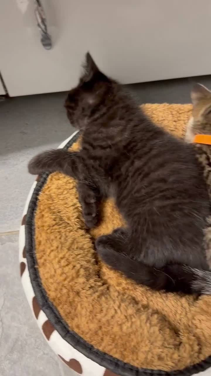 British Shorthair cats for sale: BSH golden chinchila Tica registered 💝🌟🥇🥇🥇🥇 - Video 1