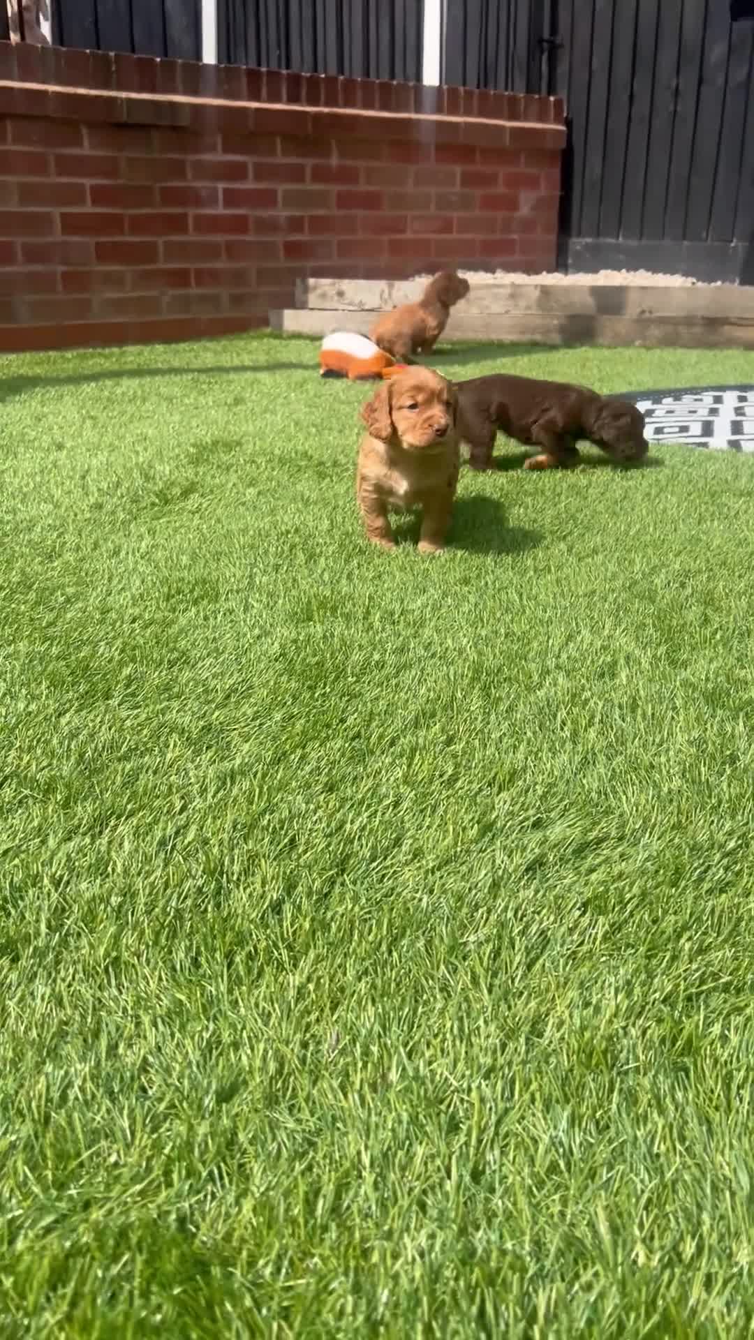 Cocker Spaniel dogs for sale: Outstanding KC cocker spaniel puppies  - Video 1