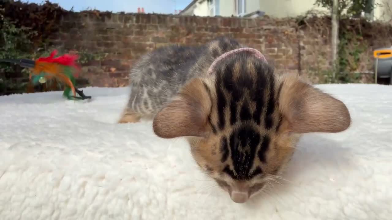 Bengal cats for sale: 3 BENGAL KITTENS - HEALTH/GENETIC TESTED  - Video 3