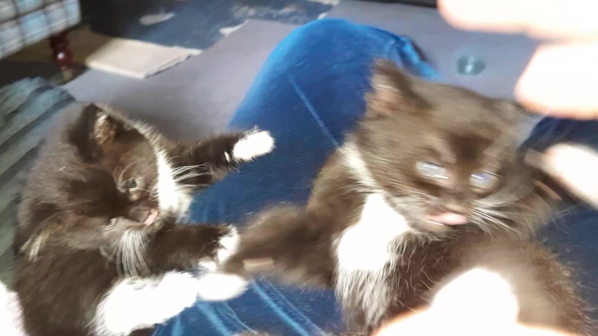 Mixed Breed cats for sale: 1 Beautiful Male Kitten 10weeks old. - Video 1