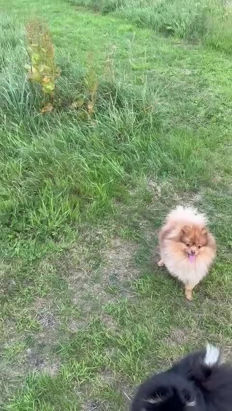 Pomeranian dogs for stud: Cobee (PROVEN)  ( STUD ONLY ) (PRODUCING MERLES)   in Liverpool - Video 2