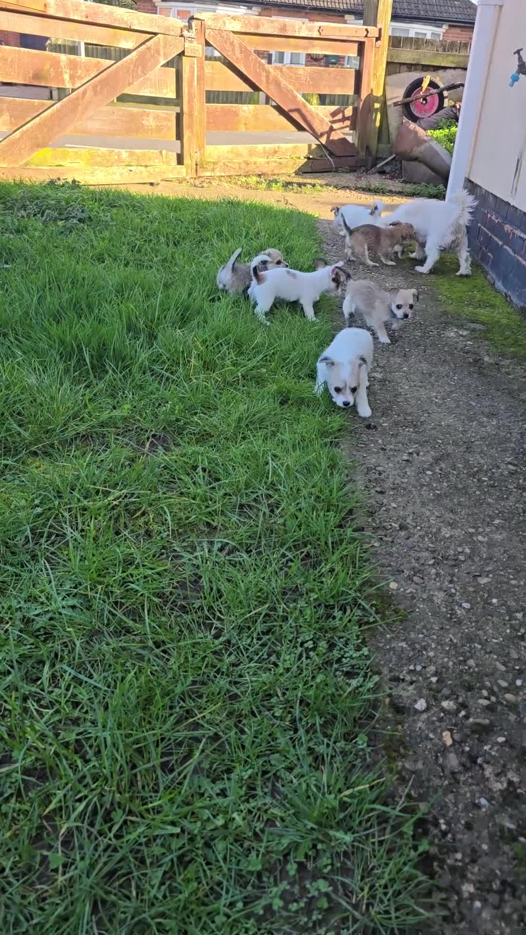 Mixed Breed dogs for sale: Maltipoo x chihuahua 1 girl left in Newark - Video 1