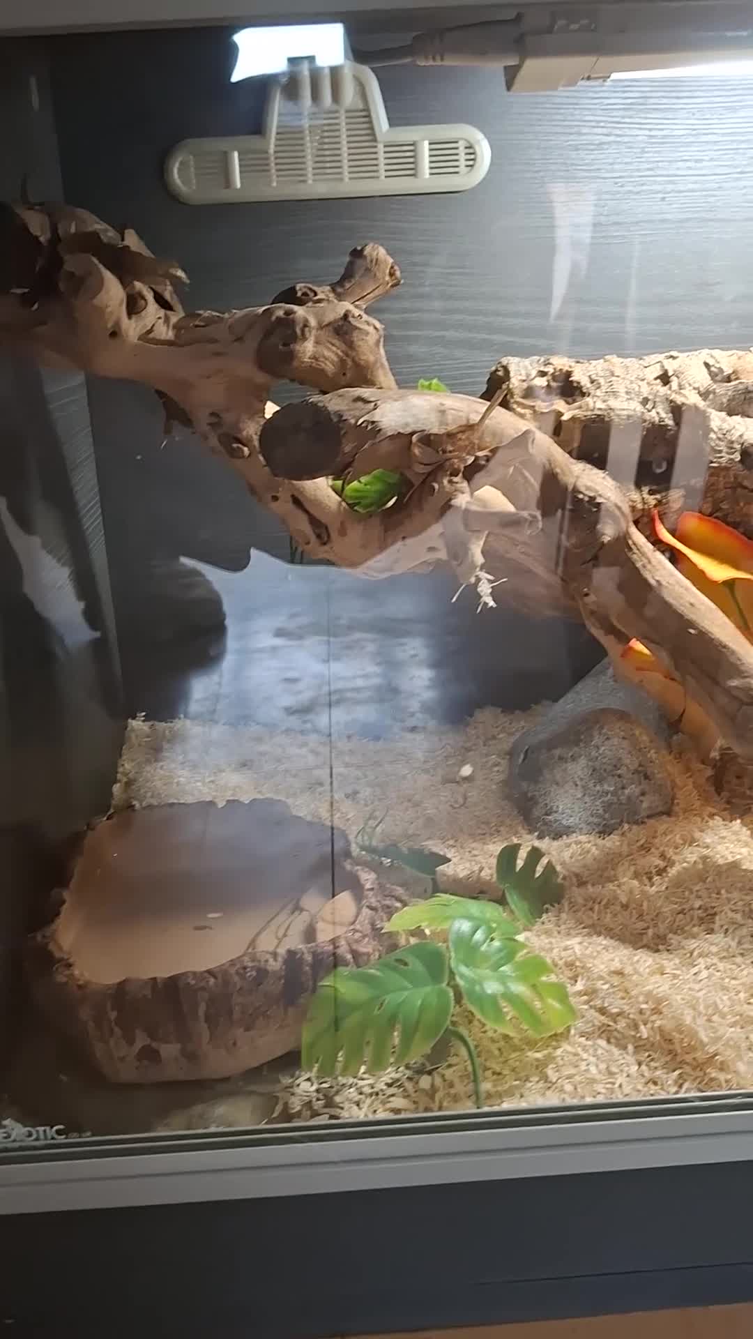 Corn Snake reptiles for sale: Corn snake and vivarium  in Billingshurst - Video 1