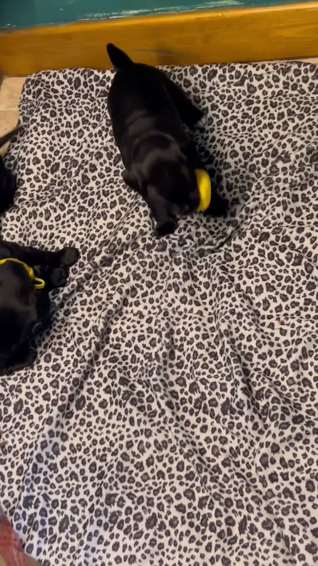 Mixed Breed dogs for sale: 2 female Patterpoos - Video 4