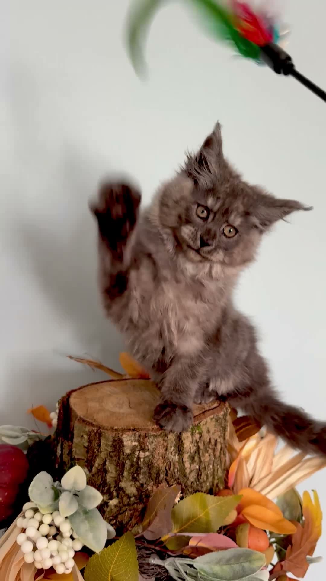 Maine Coon cats for sale: 9 STUNNING BLACK SMOKE MAINE COON CUBS  - Video 1
