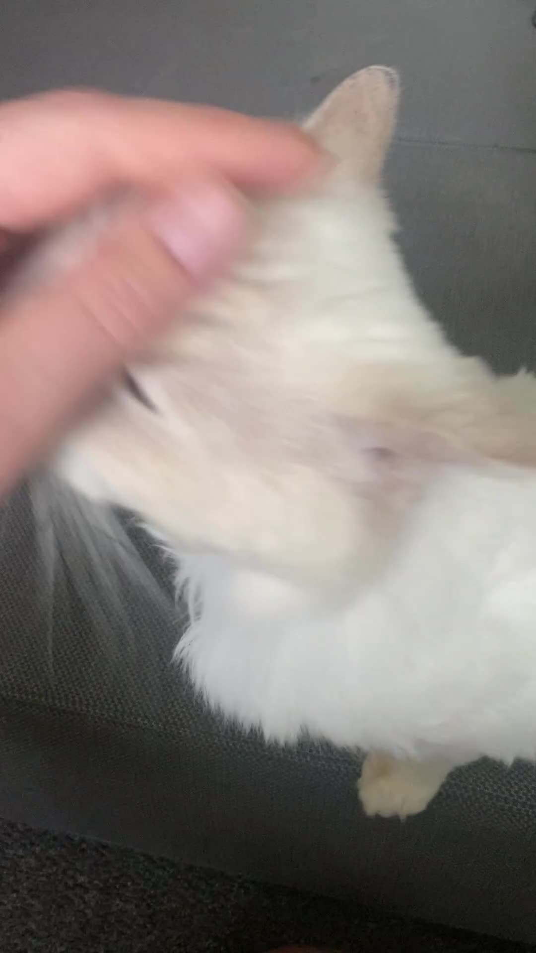 Ragdoll cats for sale: Beautiful Bodhi - Video 1
