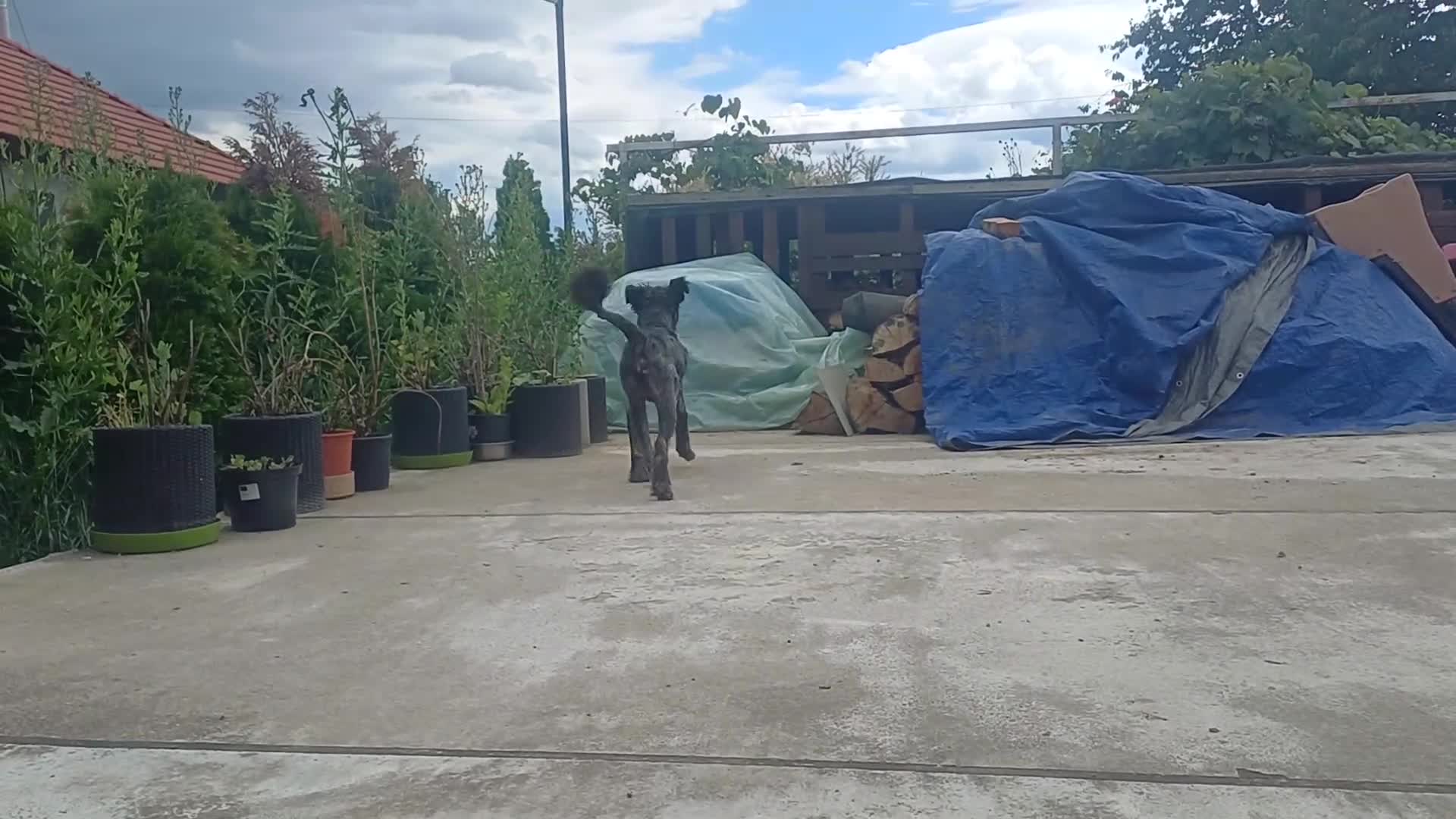Mixed Breed dogs for adoption: 🌲VICTOR, From Forgotten Forest to Faithful Friend - Video 4