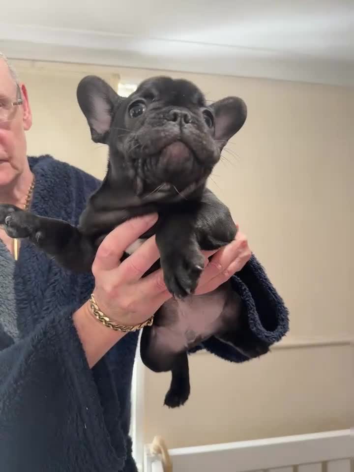 French Bulldog dogs for sale: 2 stunning french bulldogs  - Video 2