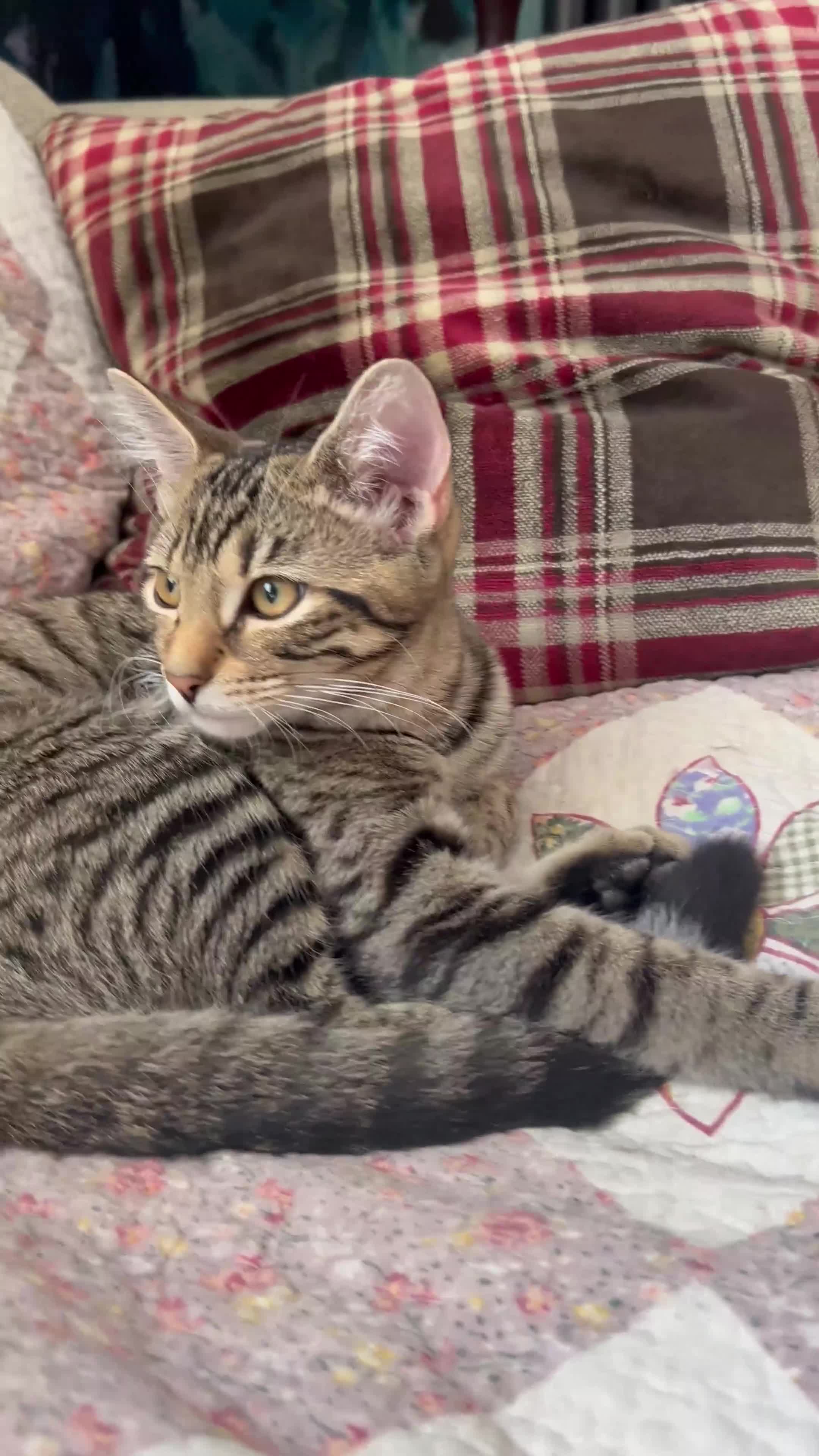 Bengal cats for sale: Bengal mix, 4 month baby boy  - Video 2