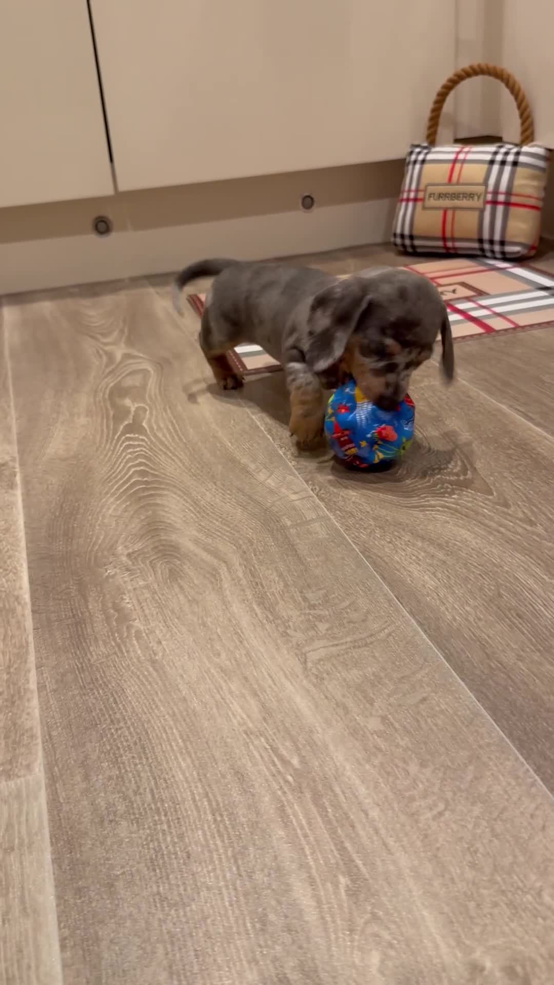 Miniature Dachshund dogs for sale: Miniature dachshund puppies - Video 1