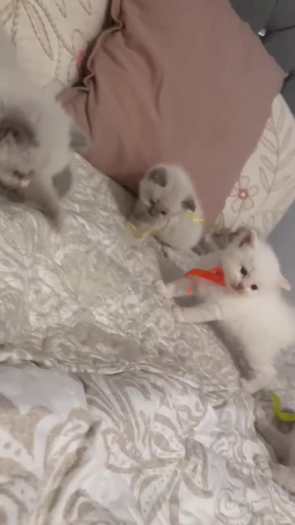 Ragdoll cats for sale: Beautiful ragdoll kittens -reserve now  - Video 1
