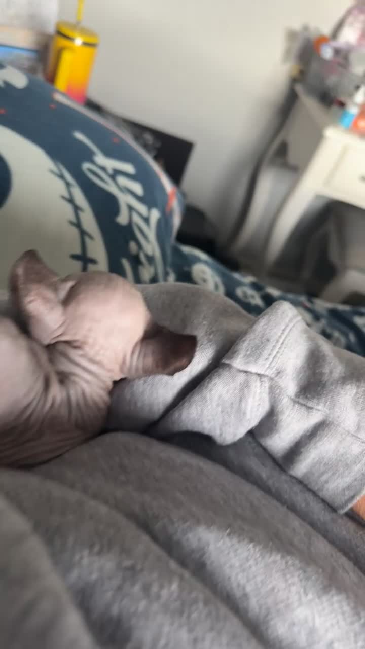 Sphynx cats for sale: Sphynx - Video 1