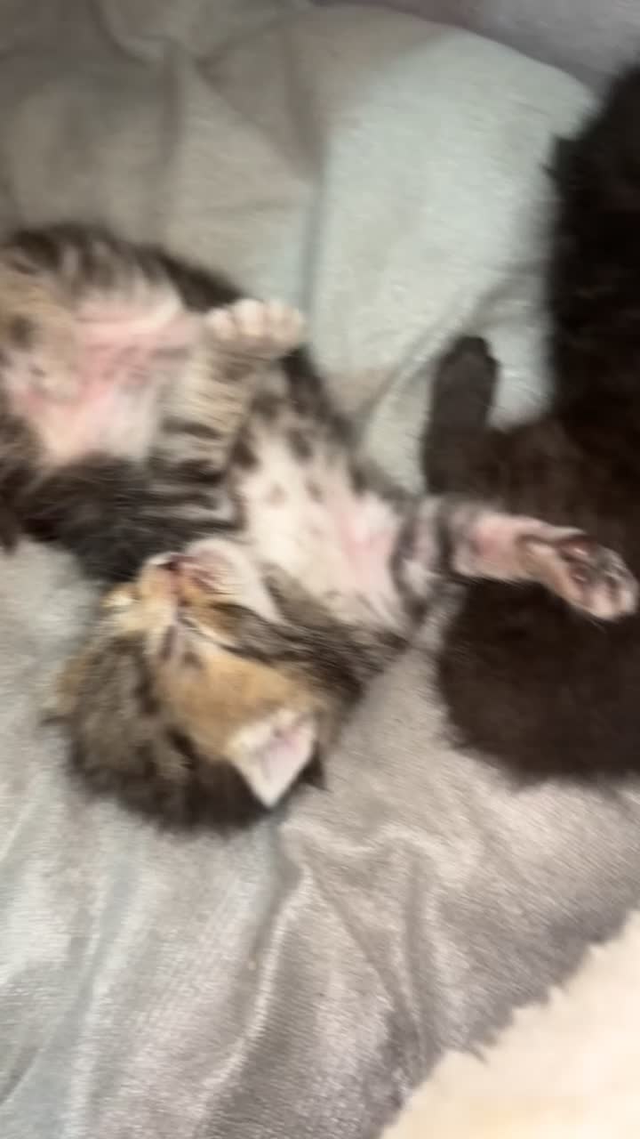 Mixed Breed cats for sale: Bengal x nebelung  - Video 5