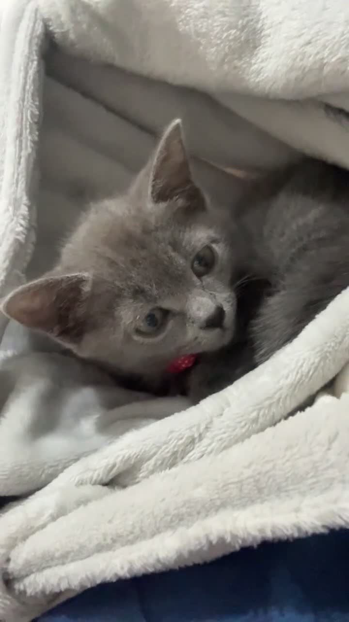 Russian Blue cats for sale: Beautiful Russian Blue kitten - Video 1