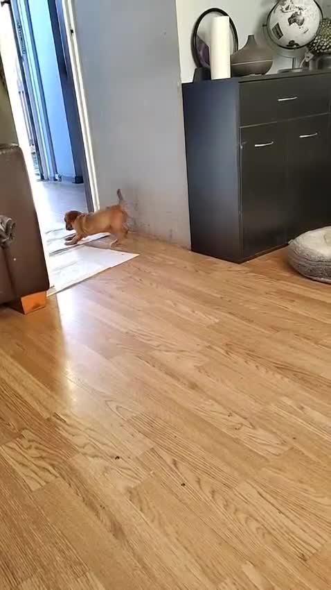 Cavalier King Charles Spaniel dogs for sale: Fully vaccinated and ready now 13 Feb  - Video 1