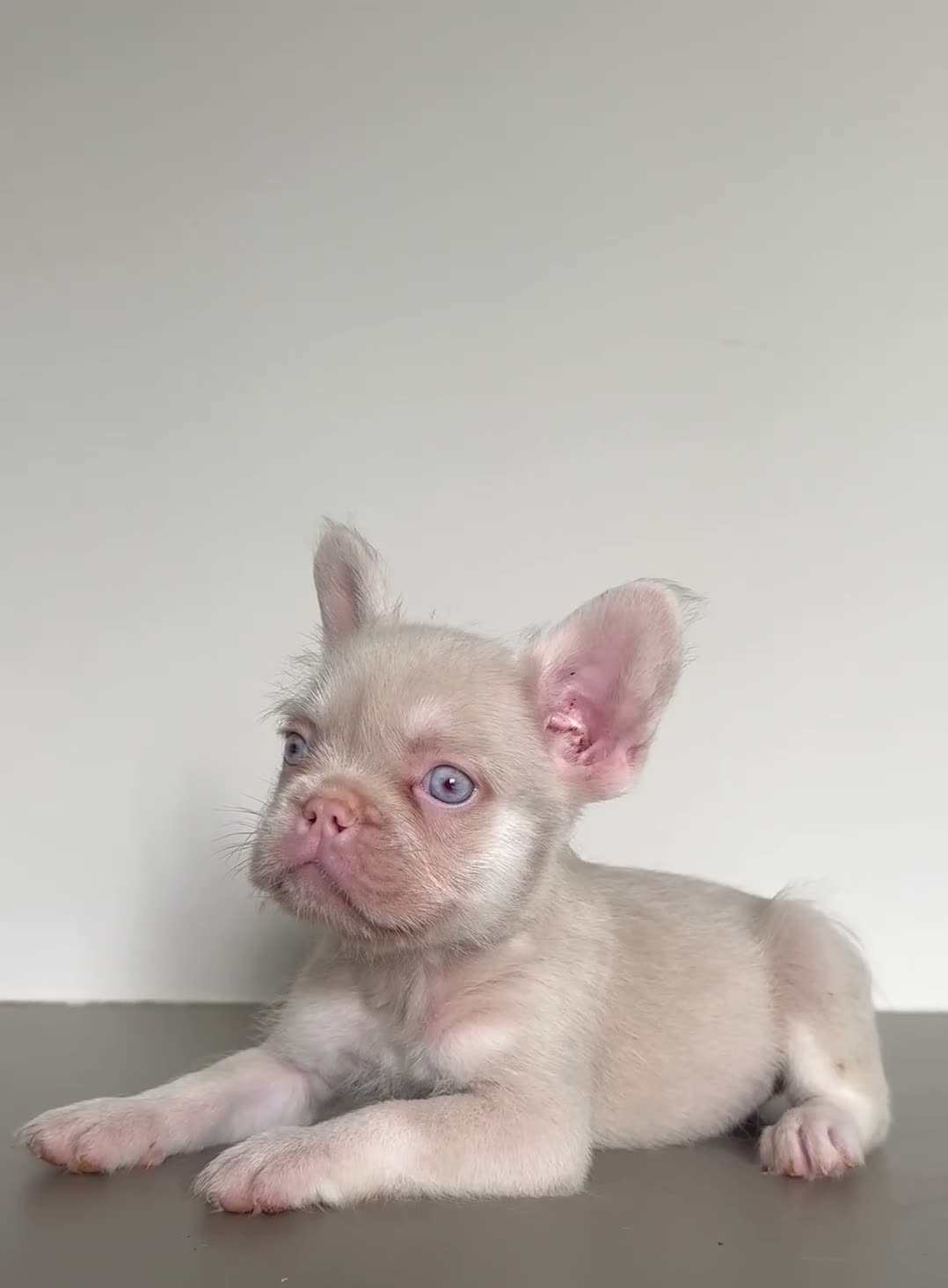 French Bulldog dogs for sale: The most beautiful & quality Pink and tan MALE in Ilford - Video 1