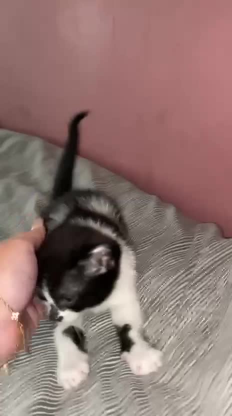 Mixed Breed cats for sale: *Last 2 * British short hair x domestic kittens  in Hull - Video 2